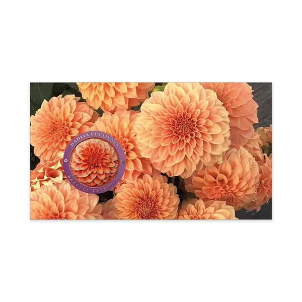 Dahlias Australian Cultivars Medallion Cover