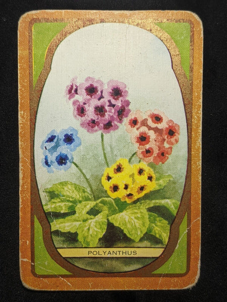Swap Card Coles Named Series Original 1950's - Polyanthus #149