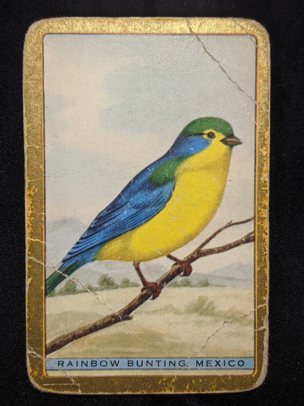 Swap Card Coles Named Series Original 1950's - Rainbow Bunting Mexico #119