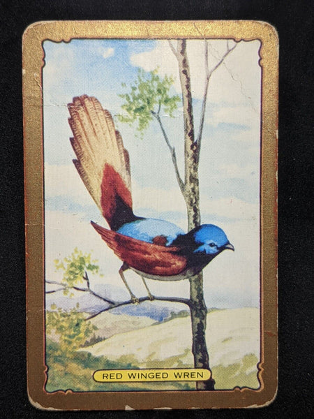 Swap Card Coles Named Series Original 1950's - Red Winged Wren #146