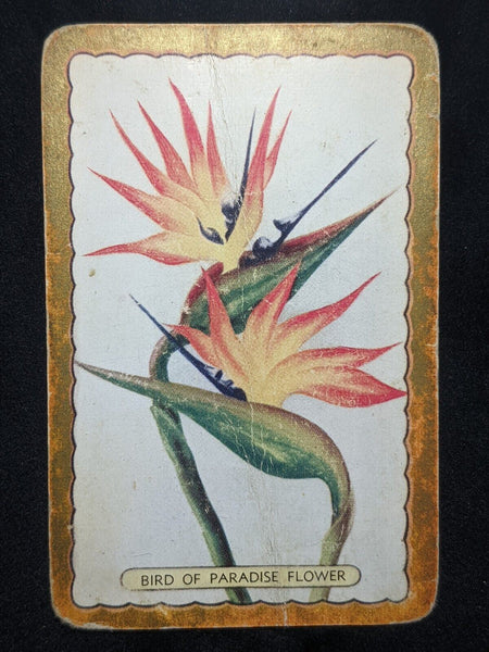 Swap Card Coles Named Series Original 1950's - Bird of Paradise Flower #124