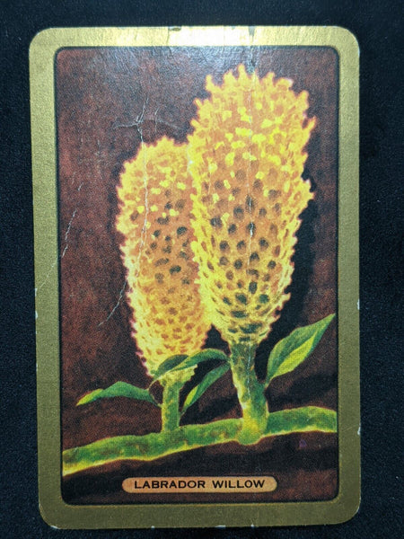 Swap Card Coles Named Series Original 1950's - Labrador Willow #145
