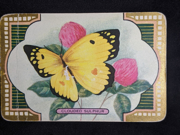 Swap Card Coles Named Series Original 1950's - Clouded Sulphur #055