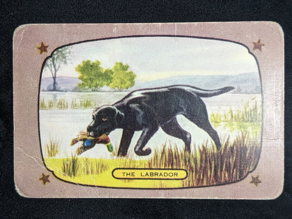 Swap Card Coles Blank Back Named Series Original 1950's - The Labrador #102