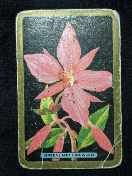 Swap Card Coles Named Series Original 1950's - Greenland Fireweed #009