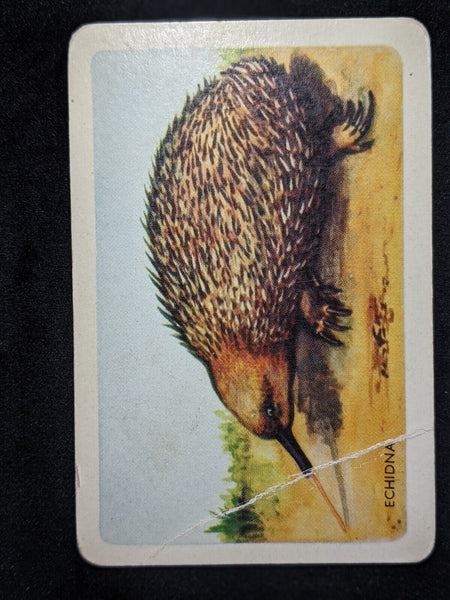 Swap Card WOOLWORTHS Blank Back Named Series Original 1950's - Echidna #30