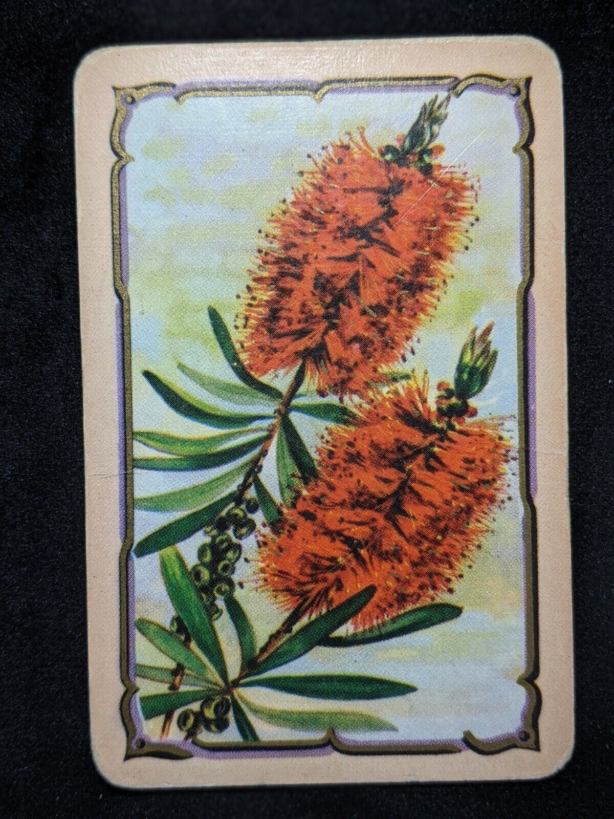 Swap Card Coles Blank Back Un-Named Series Original 1950's -Red Bottle Brush #17